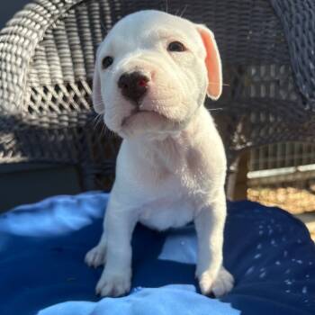 Rescue American Staffordshire Terrier and Mixed Breed Dogs for Adoption in Austin, Texas - Splash | PetCurious