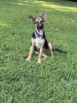 Kinlee -  German Shepherd Dog Dog for Adoption in Ball Ground, Georgia - Kinlee | PetCurious