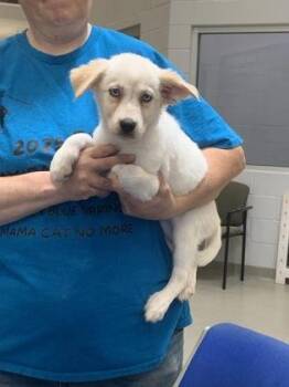 Buttercup -  Australian Shepherd and Mixed Breed Dog for Adoption in Beatrice, Nebraska - Buttercup | PetCurious