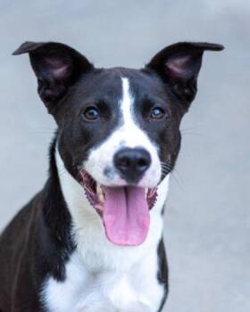 Cirilla -  Mixed Breed Dog for Adoption in Chamblee, Georgia - Cirilla | PetCurious