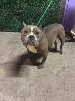 Pit Bull Terrier and Mixed Breed Dogs Available for Adoption in El Paso, Texas - ATHENA | PetCurious