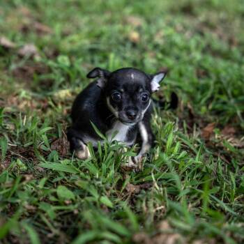 Jello -  Chihuahua and Mixed Breed Dog for Adoption in Gainesville, Georgia - Jello | PetCurious