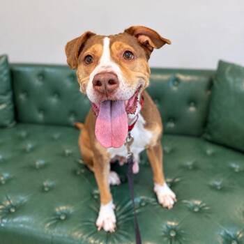 Madison Fireside Friend -  Pit Bull Terrier and American Staffordshire Terrier Dog for Adoption in Friendswood, Texas - Madison Fireside Friend | PetCurious