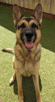 Rescue German Shepherd Dog and Mixed Breed Dogs for Adoption in Eugene, Oregon - Kendal | PetCurious