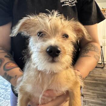Huck -  Terrier Dog for Adoption in Fort Pierce, Florida - Huck | PetCurious