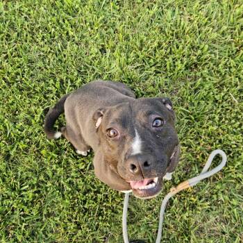 Rescue Mixed Breed Dogs for Adoption in Shelby, North Carolina - Jagger | PetCurious