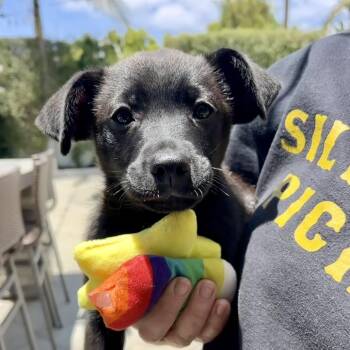 Garrett -  Black Labrador Retriever and Shepherd Dog for Adoption in Los Angeles, California - Garrett | PetCurious