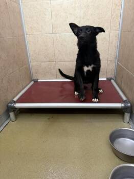 Tammy -  Mixed Breed Dog for Adoption in Hobbs, New Mexico - Tammy | PetCurious