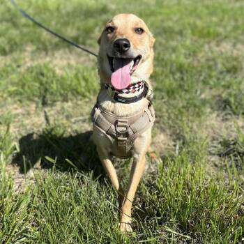 Husky and Shepherd Dogs Available for Adoption in Kansas City, Missouri - Dutton | PetCurious