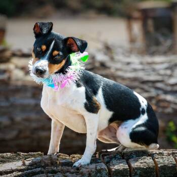 Millie -  Rat Terrier Dog for Adoption in Clarinda, Iowa - Millie | PetCurious