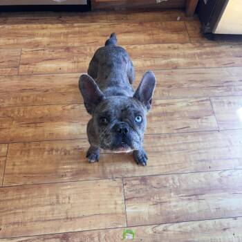 Leia -  French Bulldog Dog for Adoption in Corona, California - Leia | PetCurious