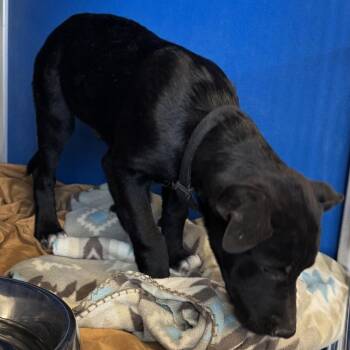 Kenji -  Mixed Breed Dog for Adoption in Las Cruces, New Mexico - Kenji | PetCurious