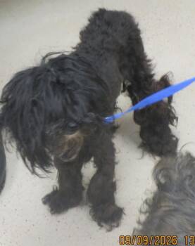 (406) -  Shih Tzu Dog for Adoption in Marietta, Georgia - (406) | PetCurious