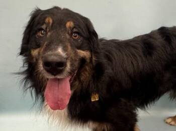 Brownie -  Australian Shepherd Dog for Adoption in Golden Valley, Minnesota - Brownie | PetCurious