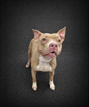 American Bulldog and Mixed Breed Dogs Available for Adoption in Winter Haven, Florida - NALA | PetCurious