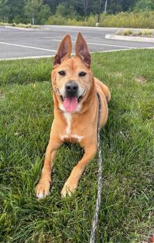 Rescue German Shepherd Dog Dogs for Adoption in Patchogue, New York - Reba | PetCurious