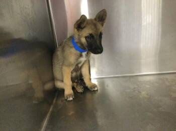 STONE -  German Shepherd Dog and Husky Dog for Adoption in Riverside, California - STONE | PetCurious