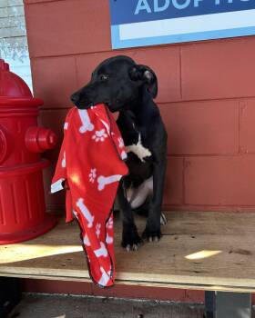 Rescue Black Labrador Retriever Dogs for Adoption in Pensacola, Florida - Howie | PetCurious