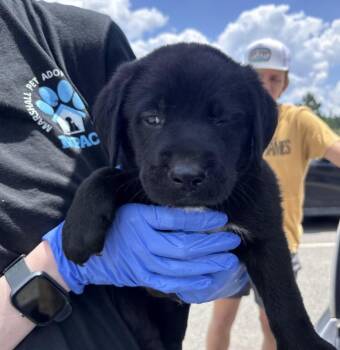 Crossmant / Hudson -  Labrador Retriever Dog for Adoption in Broomfield, Colorado - Crossmant / Hudson | PetCurious