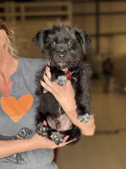 Terrier Dogs Available for Adoption in Chicago, Illinois - Mercury | PetCurious