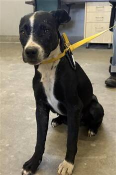 JASMINE -  Pit Bull Terrier and Mixed Breed Dog for Adoption in Camarillo, California - JASMINE | PetCurious