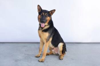 Rescue German Shepherd Dog Dogs for Adoption in Santa Monica, California - Buddy | PetCurious