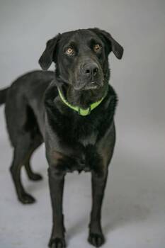 Labrador Retriever Dogs Available for Adoption - Jake | PetCurious