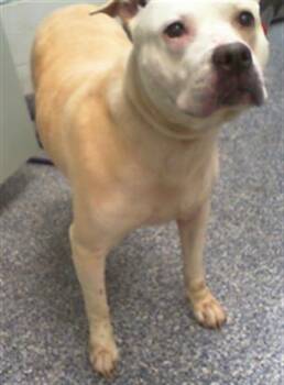 Pit Bull Terrier and Mixed Breed Dogs Available for Adoption in Charlotte, North Carolina - LI MAMA | PetCurious