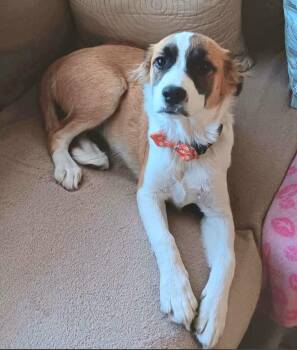 Nini -  Beagle and Jack Russell Terrier Dog for Adoption in St. Augustine, Florida - Nini | PetCurious