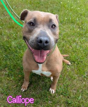 Calliope -  Pit Bull Terrier Dog for Adoption in Valparaiso, Indiana - Calliope | PetCurious