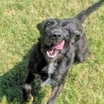 Jaylee -  Mixed Breed Dog for Adoption in Jeffersonville, Indiana - Jaylee | PetCurious
