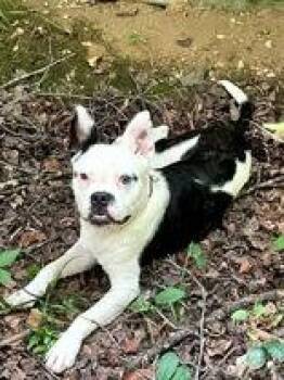 Domino -  French Bulldog Dog for Adoption in Newport, Kentucky - Domino | PetCurious