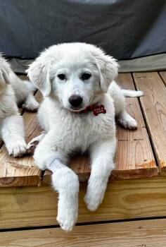 Legacy -  Great Pyrenees Dog for Adoption in Kiowa, Oklahoma - Legacy | PetCurious