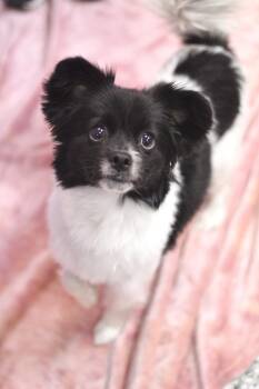 Papillon Dogs Available for Adoption in Manchester, New Hampshire - Peppa In NH! Come Meet Our Adoptable Dogs Wednesday-Saturday. Mo | PetCurious