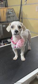 Maltese and Poodle Dogs Available for Adoption - Minnie Aka Cookie | PetCurious