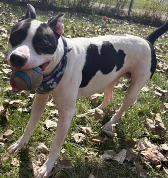 Rescue Pit Bull Terrier Dogs for Adoption in New Castle, Indiana - Millie | PetCurious