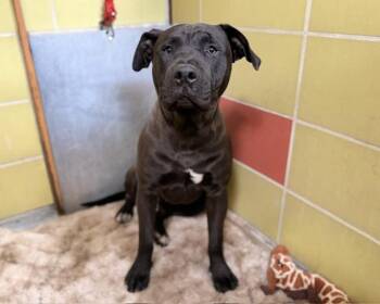 Pit Bull Terrier Dogs Available for Adoption in Palo Alto, California - CHAPO | PetCurious