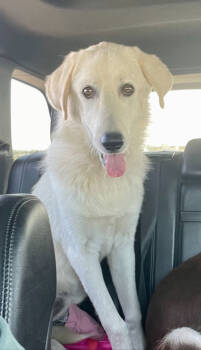 Rescue Great Pyrenees Dogs for Adoption in Pleasant Hill, California - Quinn | PetCurious