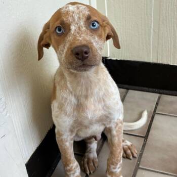 Peyton -  Australian Shepherd Dog for Adoption in Tulsa, Oklahoma - Peyton | PetCurious