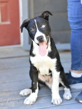 Husky and Border Collie Dogs Available for Adoption in Conroe, Texas - Olaf (Frozen Litter) | PetCurious