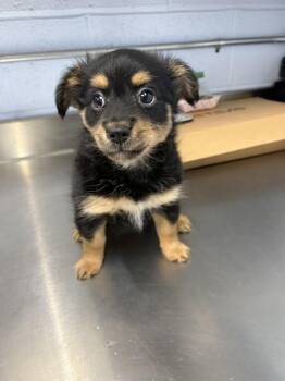 Australian Shepherd Dogs Available for Adoption in Westminster, Maryland - SISSY | PetCurious