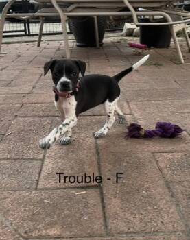 Trouble -  Terrier Dog for Adoption in Hillside, Illinois - Trouble | PetCurious