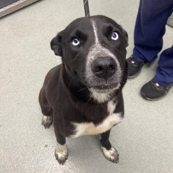 Cara -  Husky and Mixed Breed Dog Available for Adoption in Abilene, Texas - Cara | PetCurious