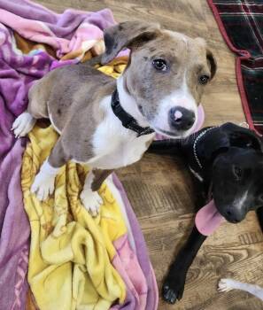 Rescue Hound Dogs for Adoption in Troy, Alabama - Princeton | PetCurious