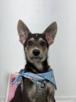 Riley-One of our Amazing Rescue Dogs -  Australian Kelpie and Australian Cattle Dog Blue Heeler Dog for Adoption in Carlsbad, California - Riley-One Of Our Amazing Rescue Dogs | PetCurious