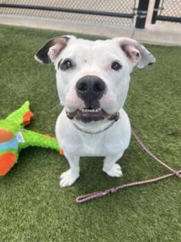 Pit Bull Terrier and Mixed Breed Dogs Available for Adoption in Kansas City, Missouri - Good Luck Babe | PetCurious
