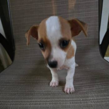 Wasabi -  Miniature Pinscher and Chihuahua Dog for Adoption in Boerne, Texas - Wasabi | PetCurious
