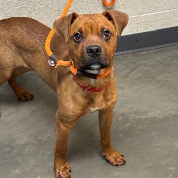 Mixed Breed Dogs Available for Adoption - Chicken Little | PetCurious