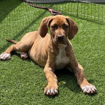 Great Dane Dogs Available for Adoption in Jupiter, Florida - Maybelle | PetCurious