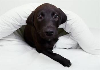 SPRUCE -  Labrador Retriever and Mixed Breed Dog for Adoption in Fort Lauderdale, Florida - SPRUCE | PetCurious